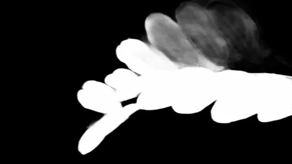 u2net alpha matte: compound leaf raindrops
