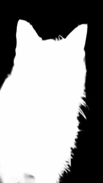 u2net alpha matte: tabby cat portrait