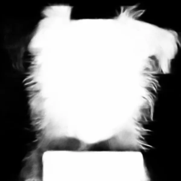 u2net alpha matte: terrier dog mugshot