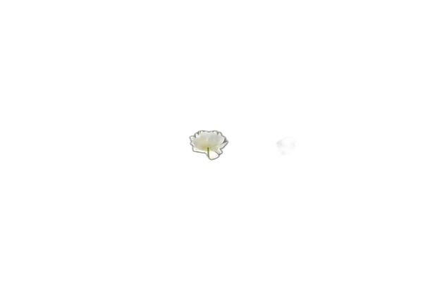 balcony flower planter bokeh, u2net_human_seg cutout