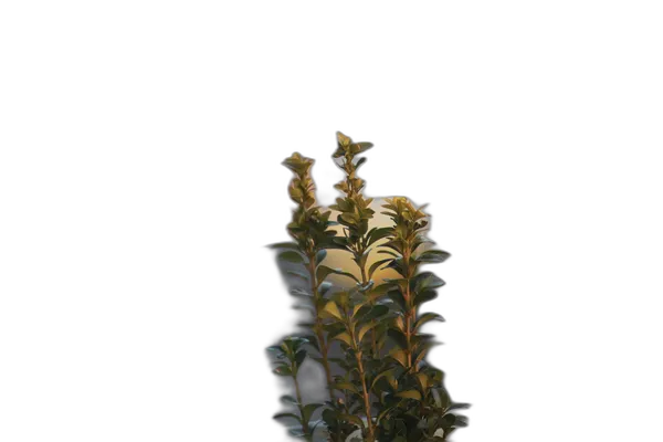 balcony plant bokeh, u2net_human_seg cutout