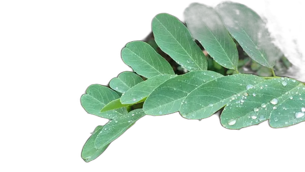 compound leaf raindrops, u2net_human_seg cutout