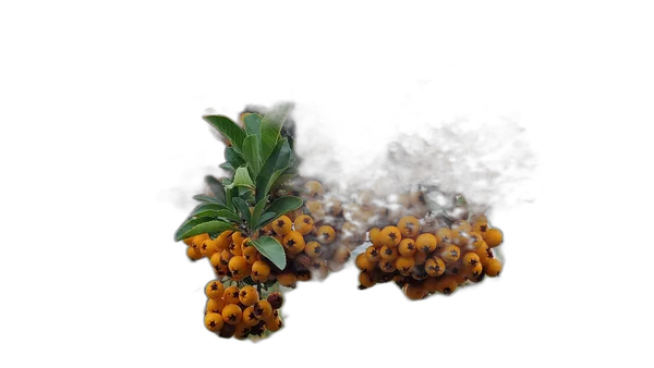 orange berries branch, u2net_human_seg cutout