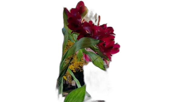 red flower balcony bokeh, u2net_human_seg cutout