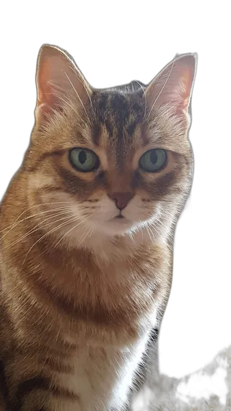 tabby cat portrait, u2net_human_seg cutout