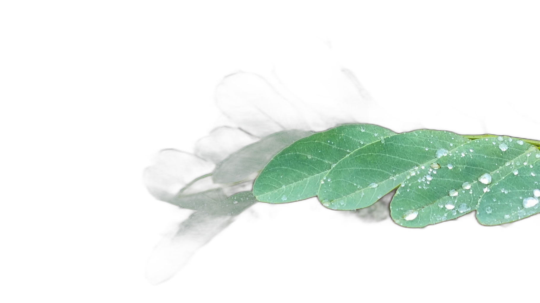 compound leaf raindrops, u2netp cutout