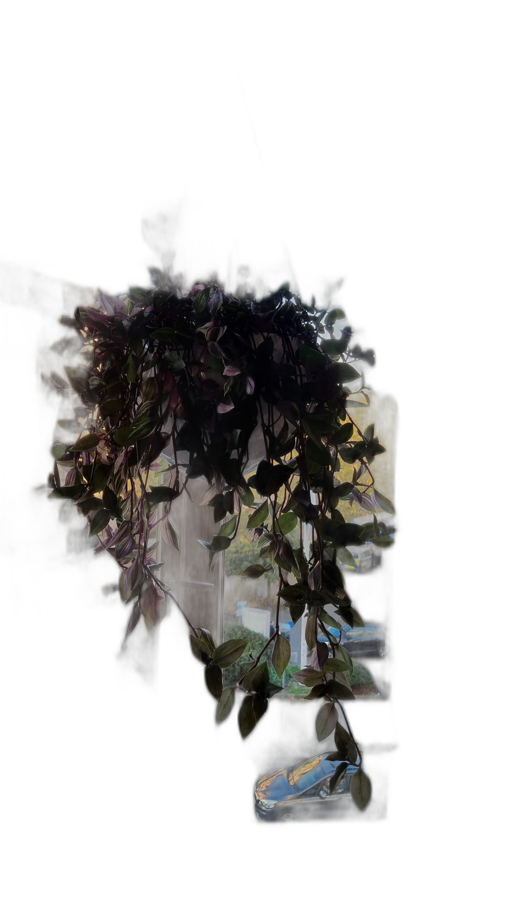 hanging plant window, u2netp cutout