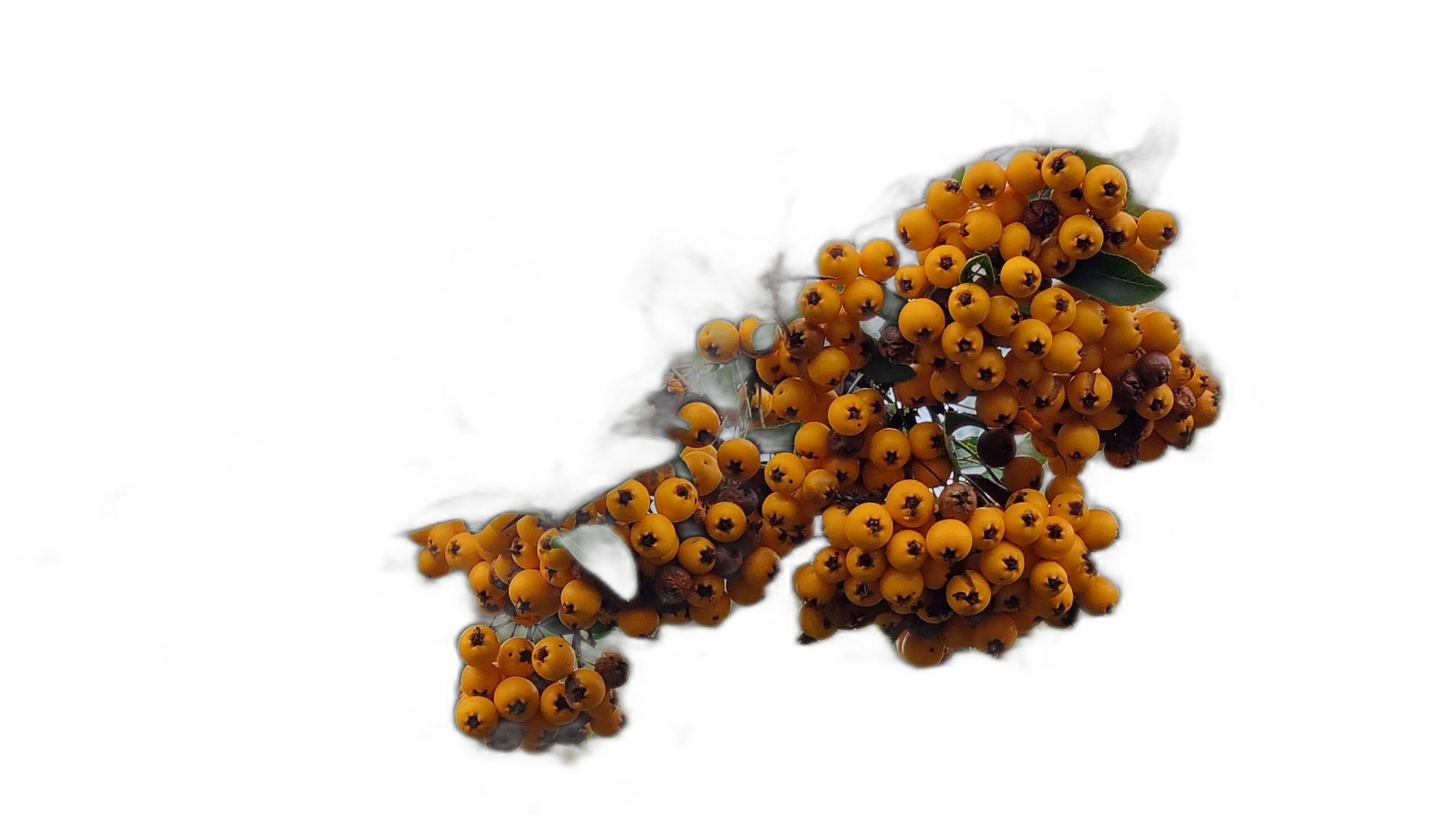 orange berries branch, u2netp cutout