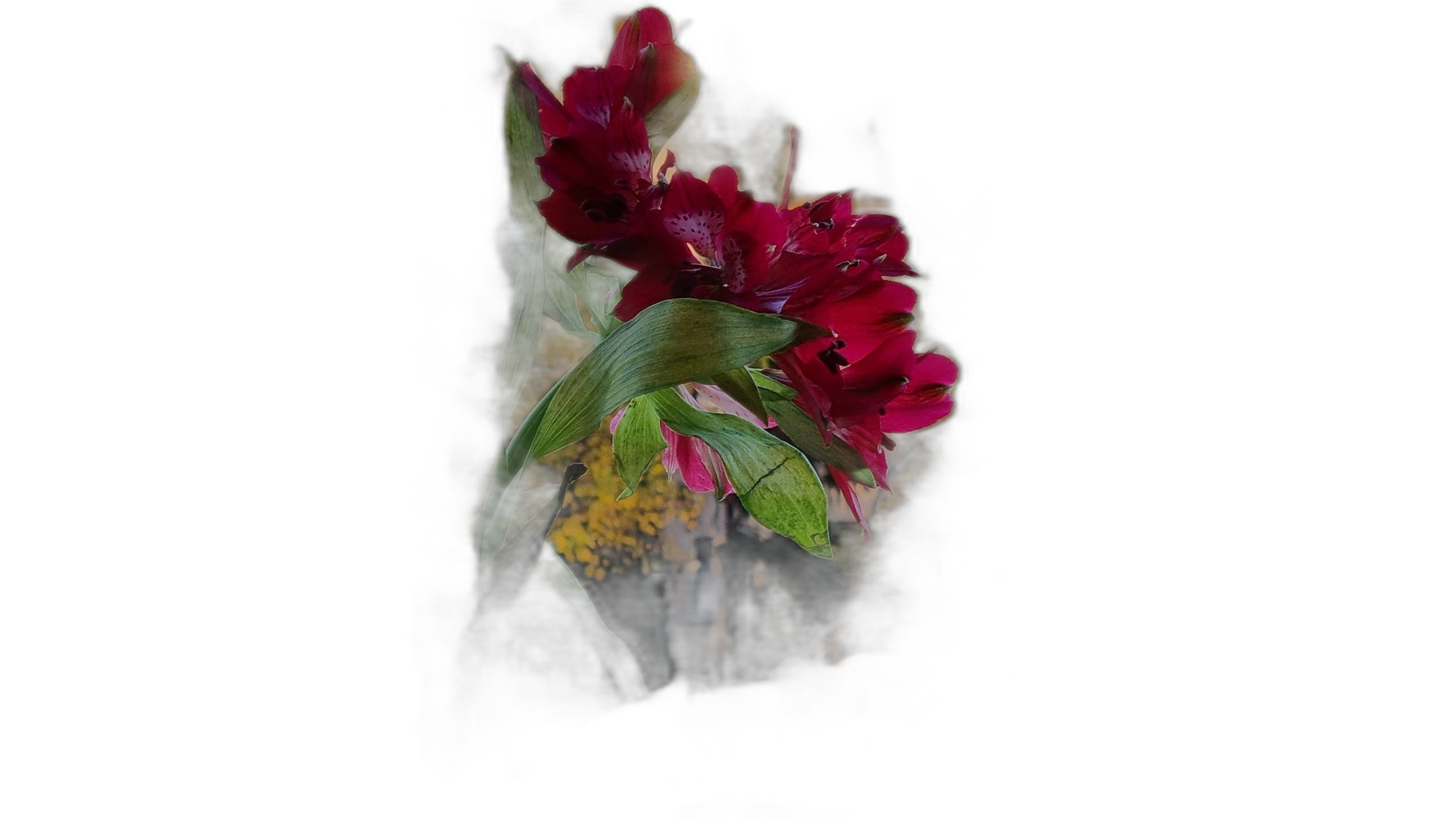 red flower balcony bokeh, u2netp cutout