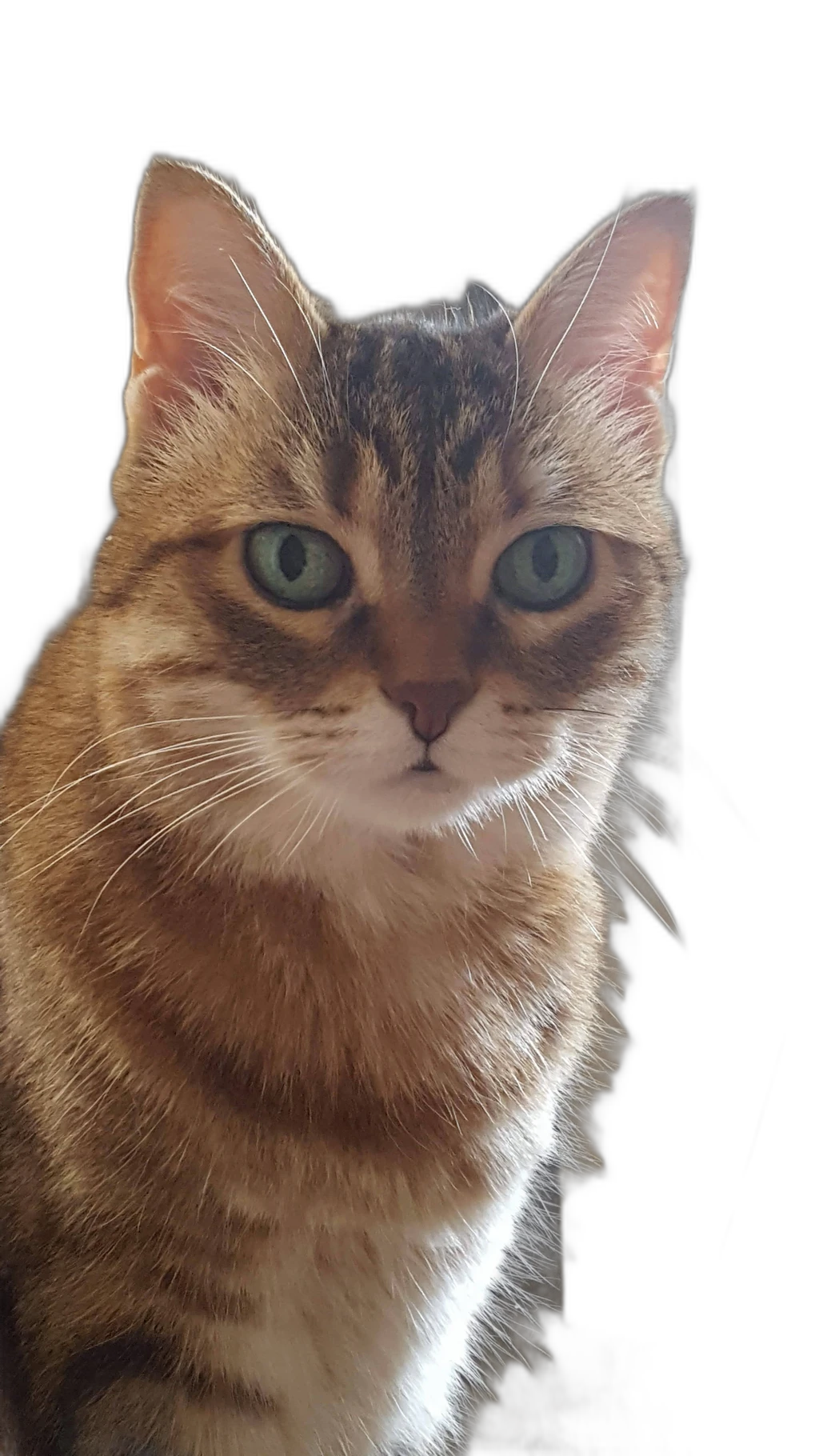 tabby cat portrait, u2netp cutout