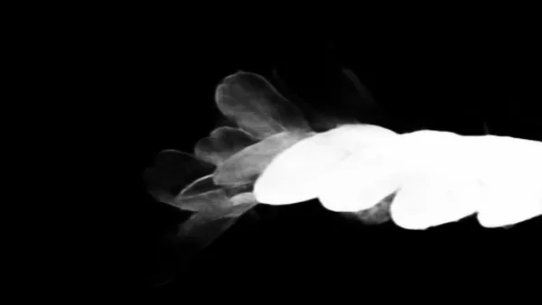 u2netp alpha matte: compound leaf raindrops