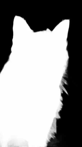 u2netp alpha matte: tabby cat portrait