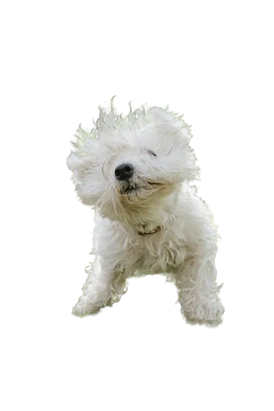 API Model background removed: alvan nee rpkBHHu2TyE