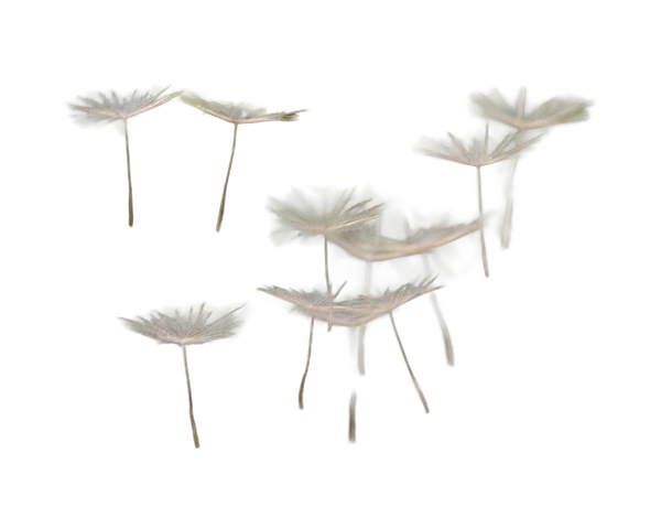 Pro Model API background removed: hasan almasi BIrL2bdlMa4
