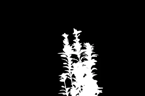 withoutBG API Model alpha matte: balcony plant bokeh