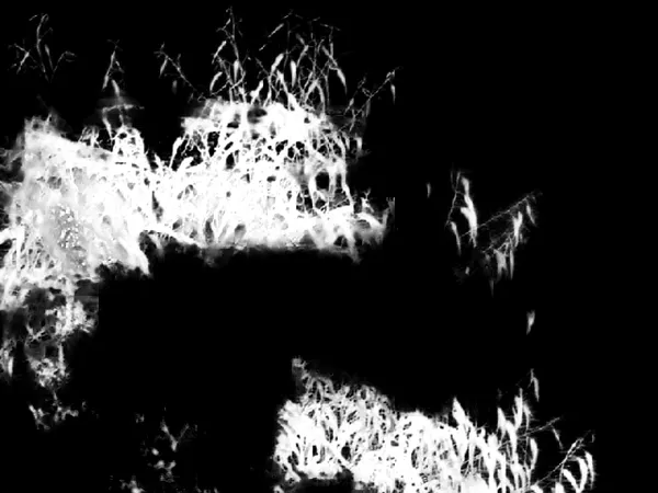 withoutBG API Model alpha matte: rocky coast bush foreground