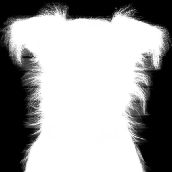 withoutBG API Model alpha matte: terrier dog mugshot
