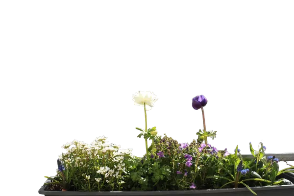 Enterprise background removed: balcony flower planter bokeh