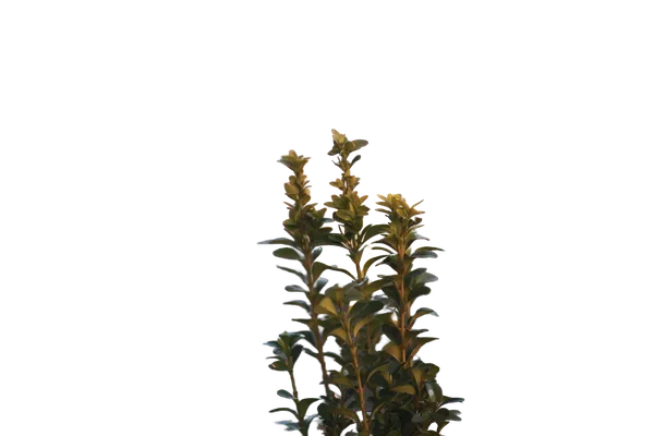 Enterprise background removed: balcony plant bokeh