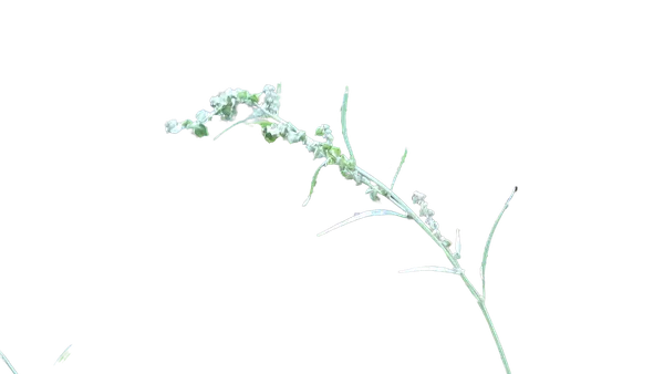 Enterprise background removed: grass seed stem bokeh