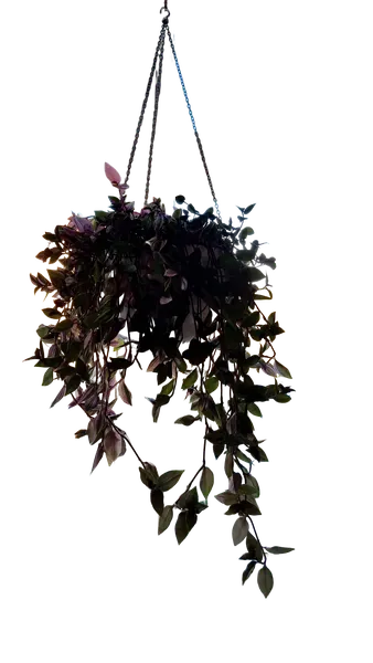 Enterprise background removed: hanging plant window