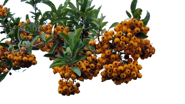 Enterprise background removed: orange berries branch