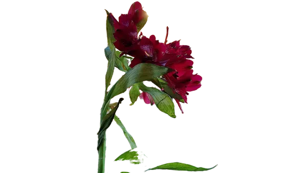 Enterprise background removed: red flower balcony bokeh