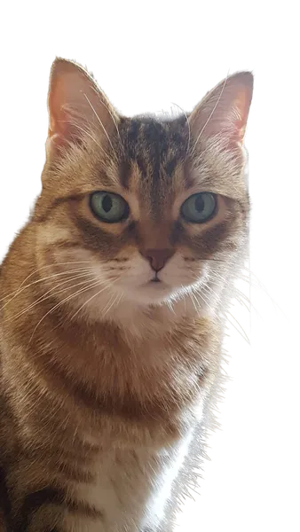 Enterprise background removed: tabby cat portrait