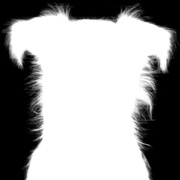 withoutBG Enterprise Model alpha matte: terrier dog mugshot