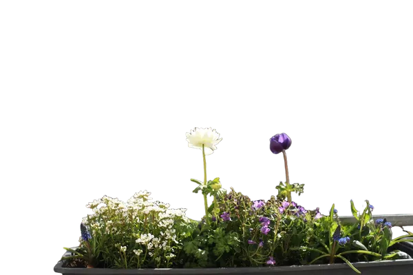 Open Model background removed: balcony flower planter bokeh