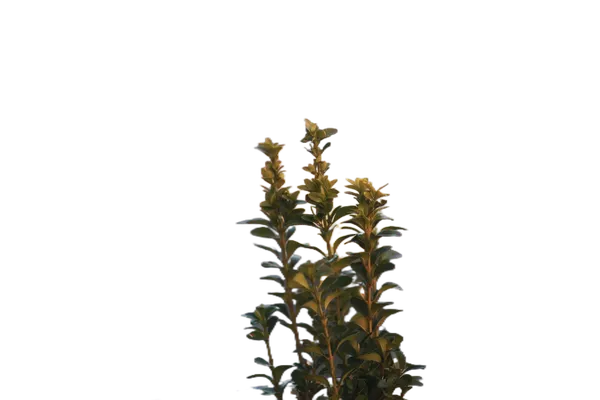Open Model background removed: balcony plant bokeh