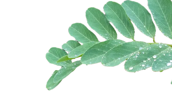 Open Model background removed: compound leaf raindrops