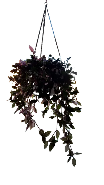 Open Model background removed: hanging plant window