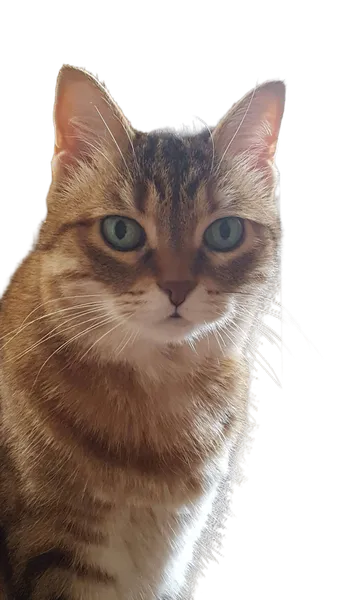 Open Model background removed: tabby cat portrait