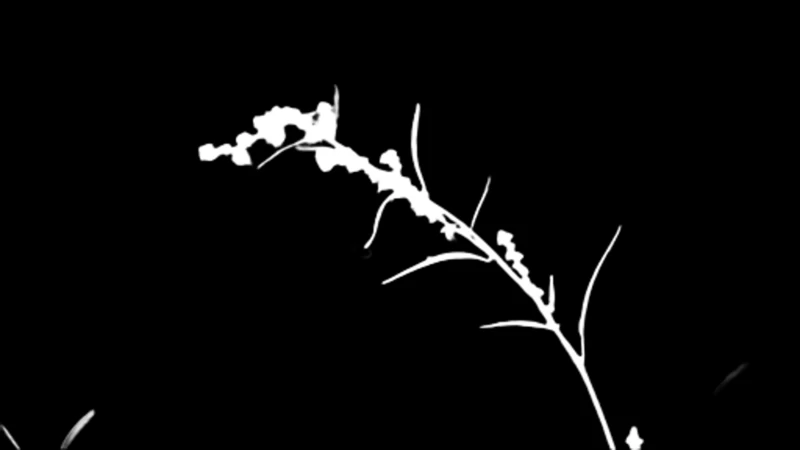 Alpha matte prediction: Grass Seed Stem
