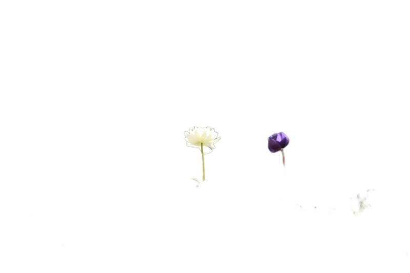 Background removed: Balcony Flower Planter