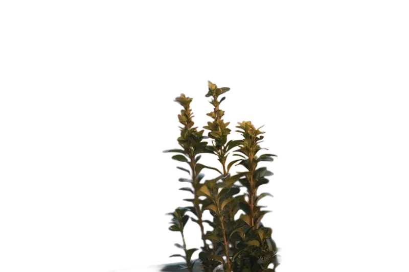 Background removed: Balcony Plant Bokeh