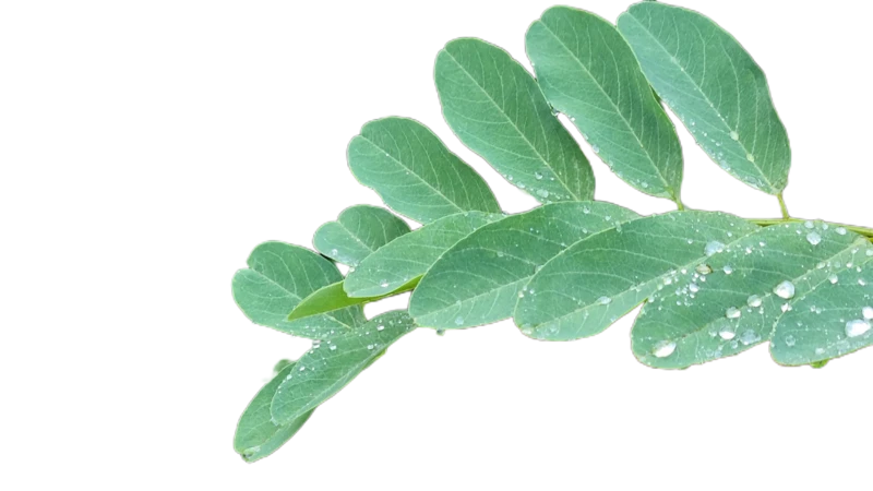 Background removed: Compound Leaf with Raindrops