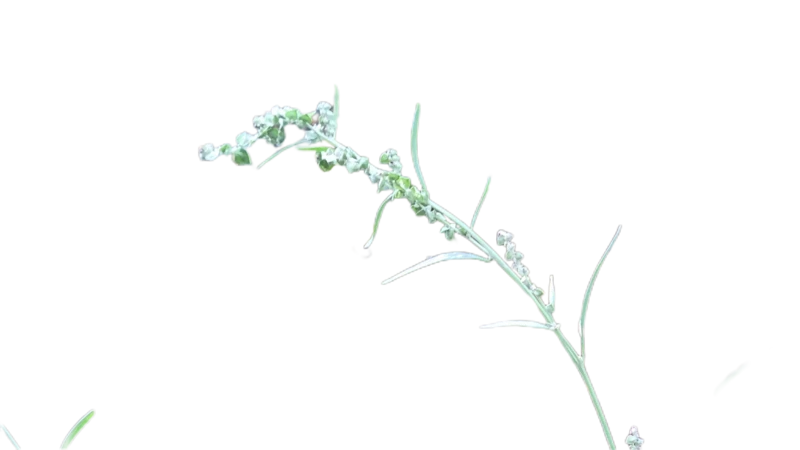 Background removed: Grass Seed Stem