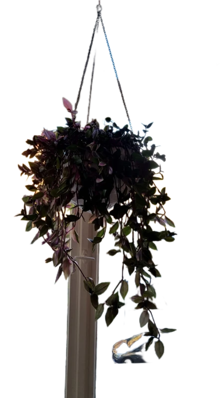 Background removed: Hanging Plant in Window