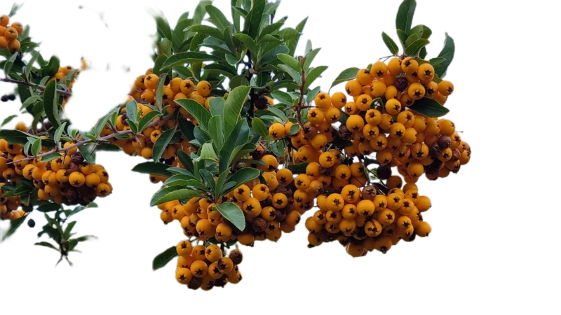 Background removed: Orange Berries on Branch
