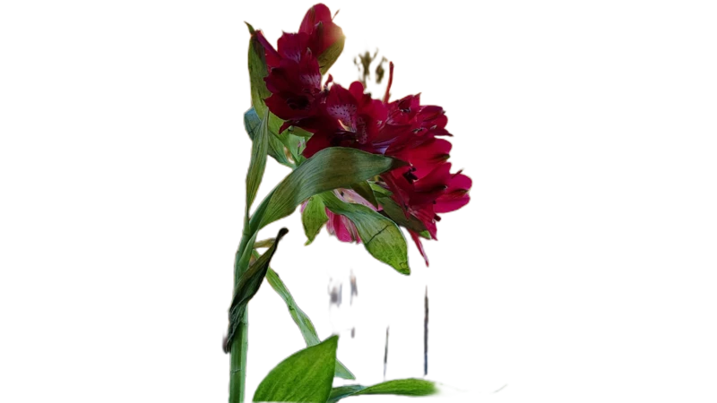 Background removed: Red Flower on Balcony