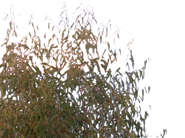 Background removed: Rocky Coast with Bush