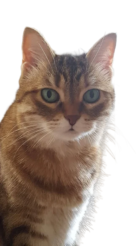Background removed: Tabby Cat Portrait