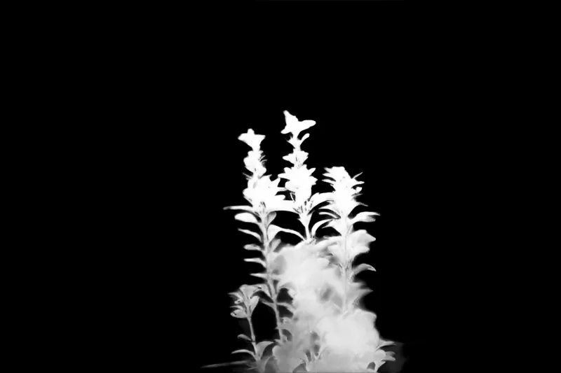 Focus model alpha matte: Balcony Plant Bokeh