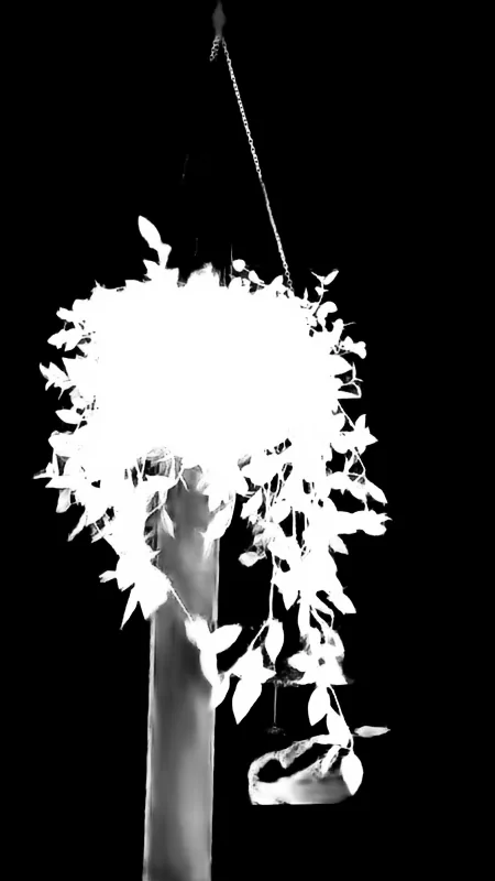 Focus model alpha matte: Hanging Plant in Window