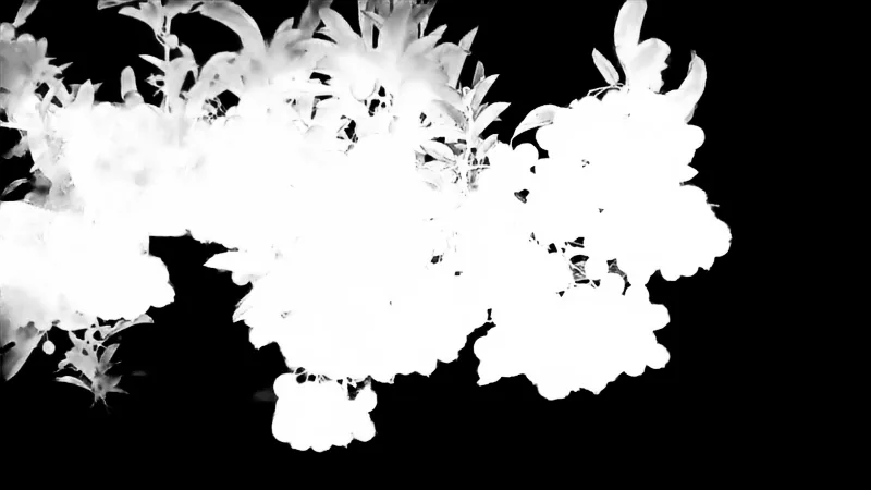 Focus model alpha matte: Orange Berries on Branch