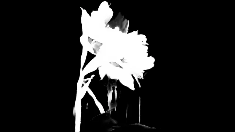 Focus model alpha matte: Red Flower on Balcony