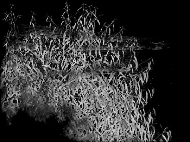 Focus model alpha matte: Rocky Coast with Bush