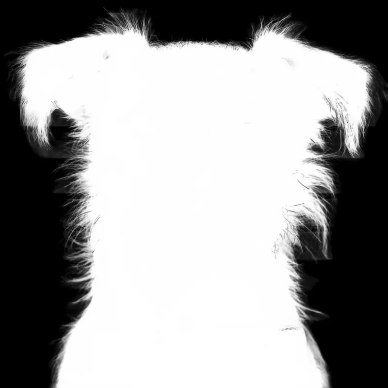 Focus model alpha matte: Terrier Dog Mugshot